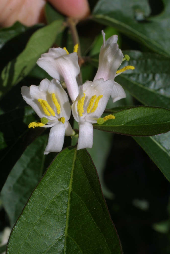 Image of Amur honeysuckle