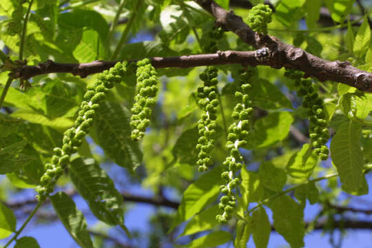 Image of walnut