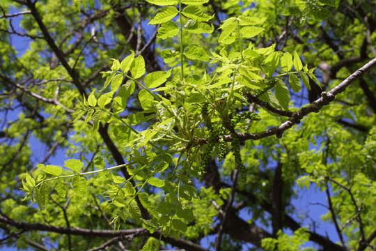 Image of walnut