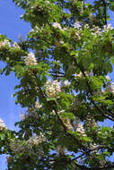 Image of Buckeyes & Horse-chestnuts