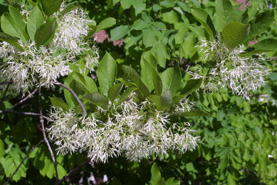 Imagem de Chionanthus