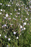 Image of Catchfly