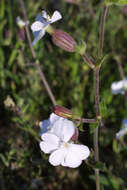 Image of Catchfly