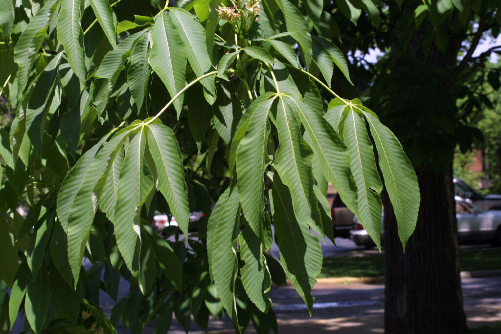 Image of Buckeyes & Horse-chestnuts