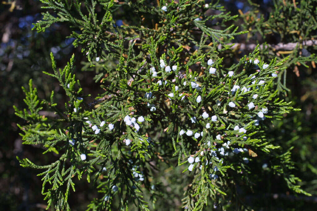 Imagem de Juniperus