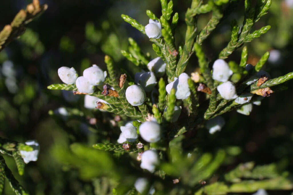 Imagem de Juniperus