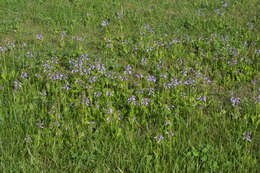 Imagem de Salvia lyrata L.