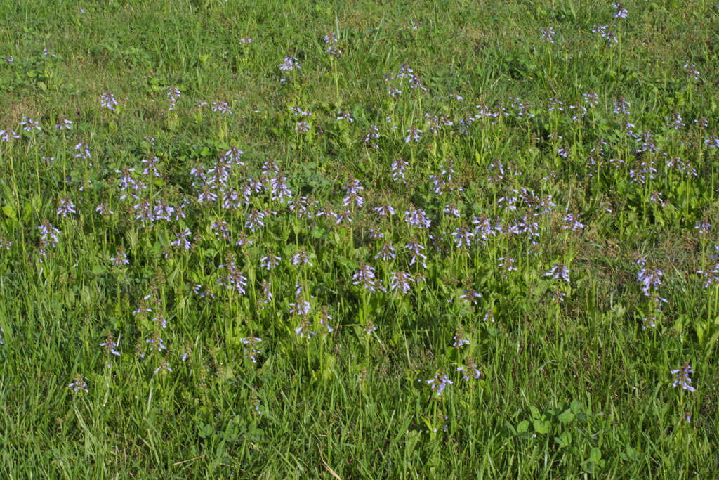 Image of lyreleaf sage