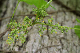 Image of poison oak