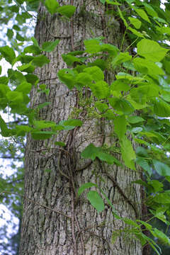 Image of poison oak