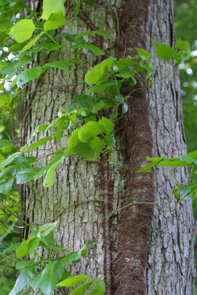 Image of poison oak
