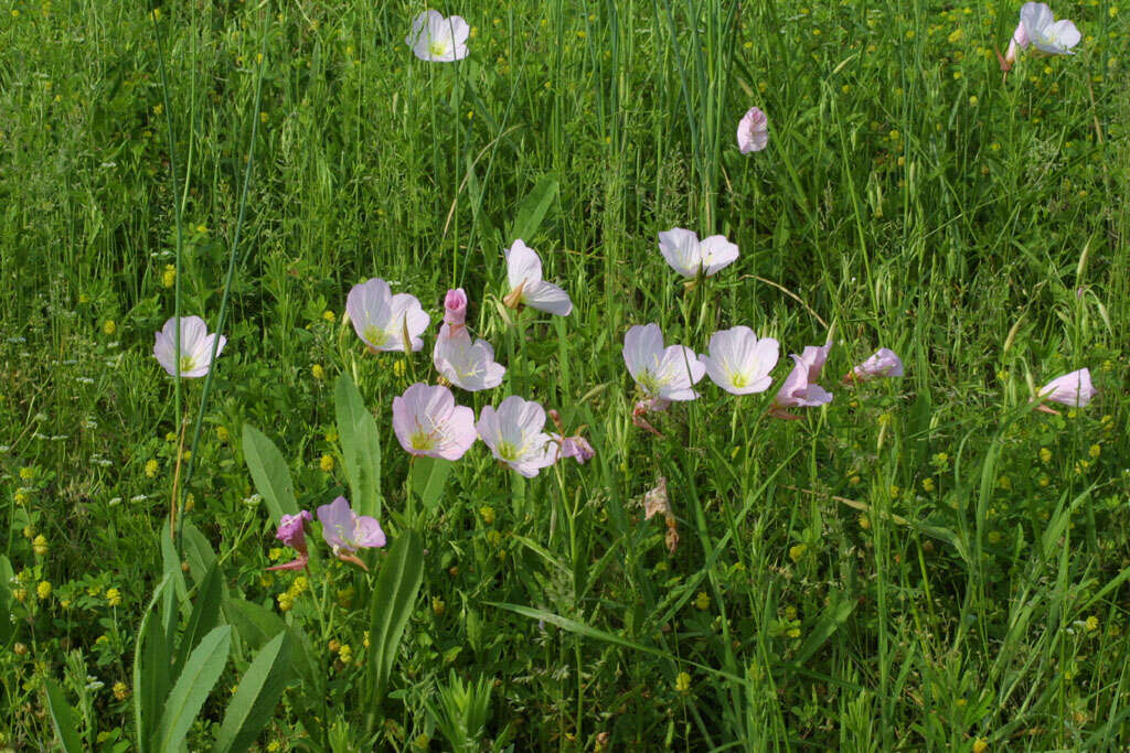 Image of evening primrose