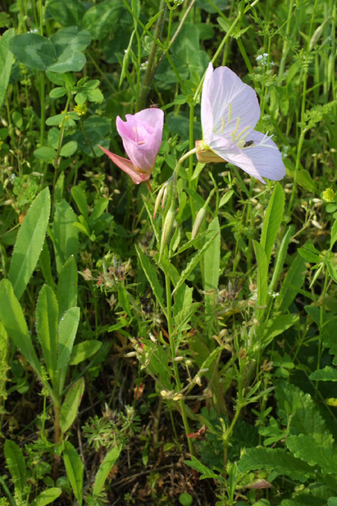 Imagem de Oenothera