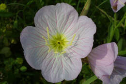 Image of evening primrose