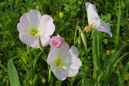 Image of evening primrose