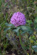 Image of clover