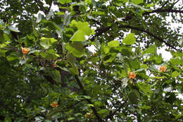 Image of Tulip Trees