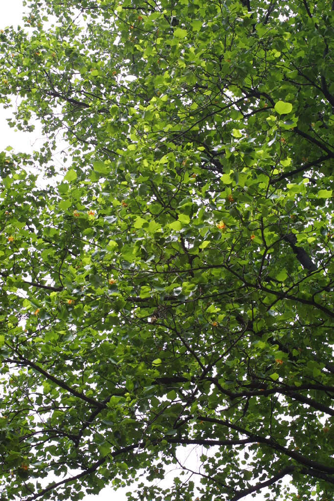 Image of Tulip Trees