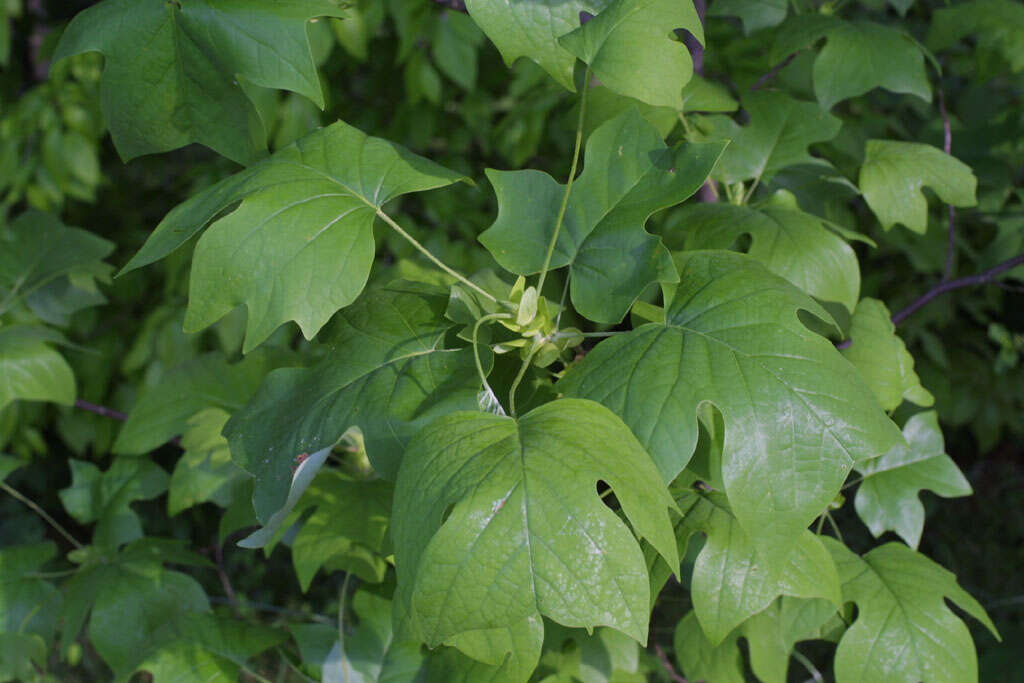 Image of Tulip Trees