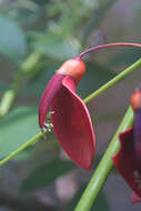 Image of Coral tree