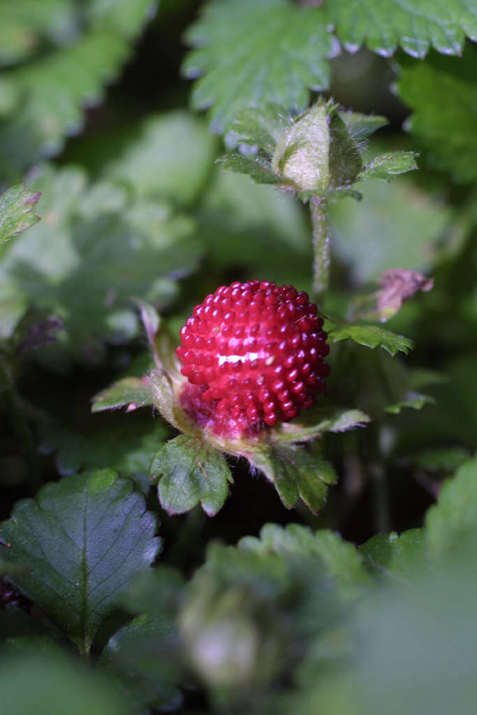 Image of Indian-Strawberry