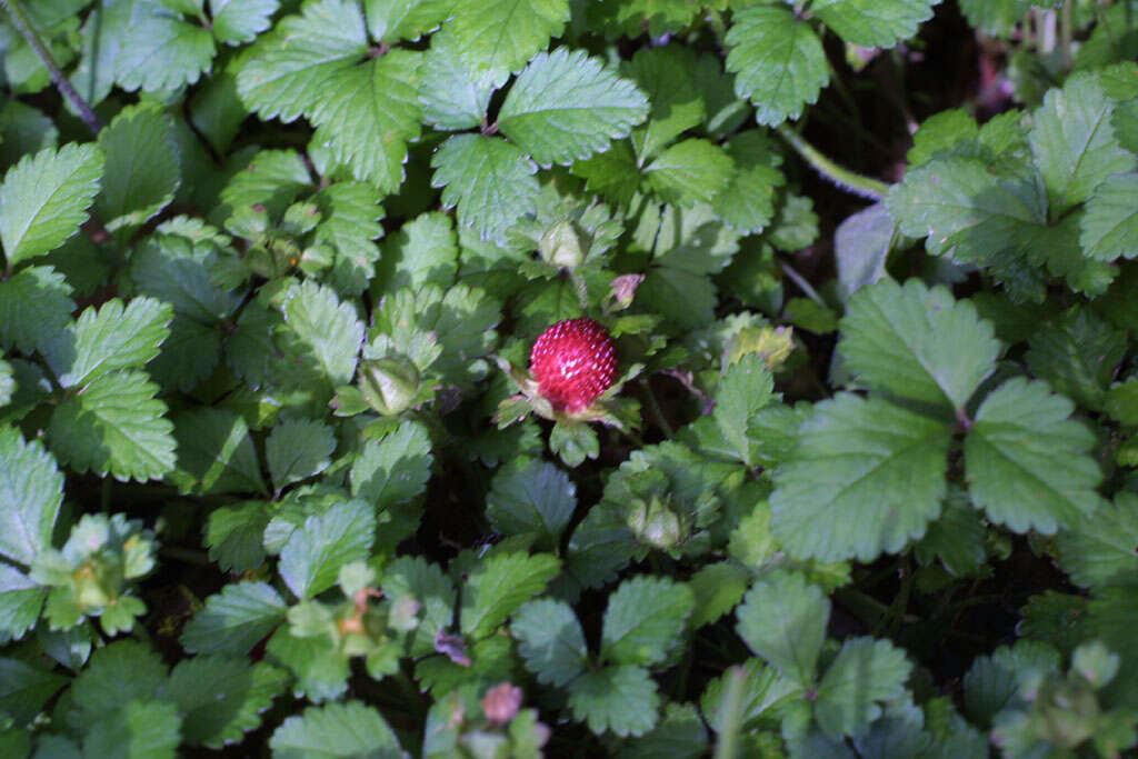 Imagem de Potentilla indica (Andr.) Wolf