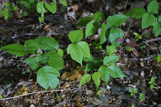 Image of poison oak