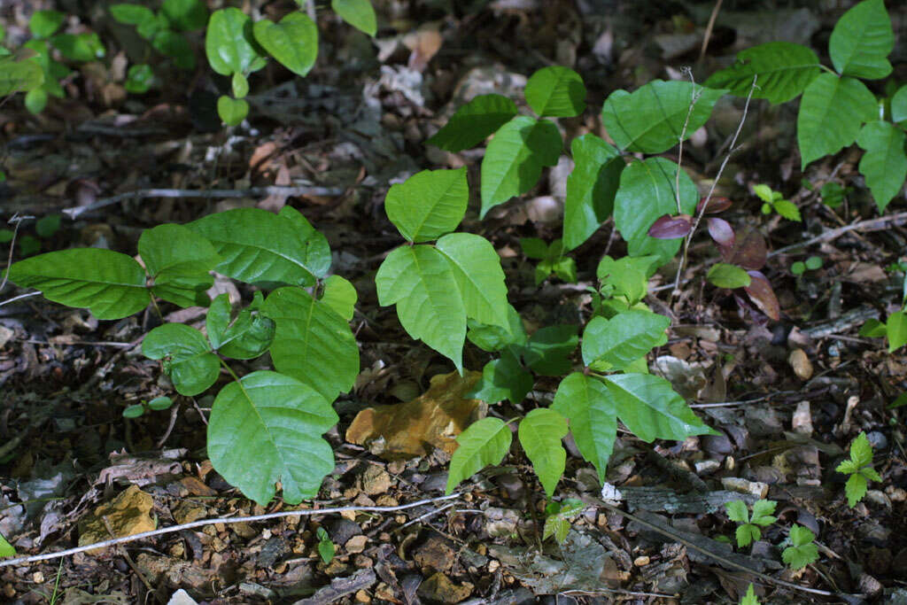 Image of poison oak