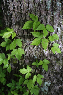 Image de Toxicodendron