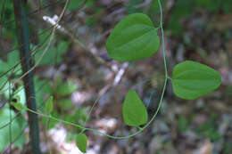 Image of common greenbrier