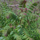 Imagem de Ailanthus altissima (Miller) Swingle