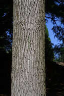 Image of Tulip Trees