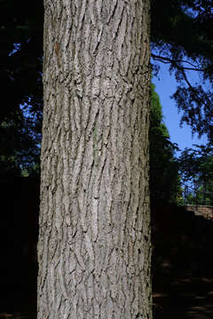 Image of Tulip Trees