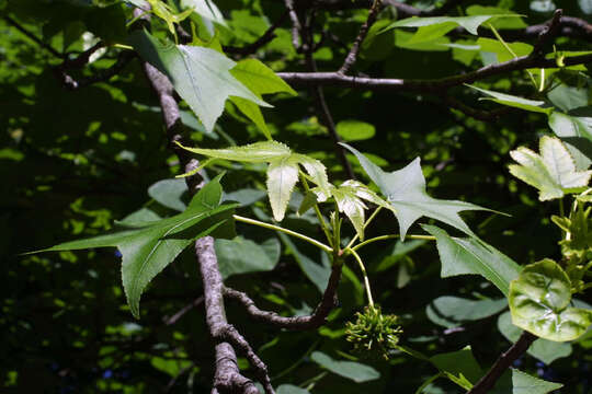 Image of Altingiaceae