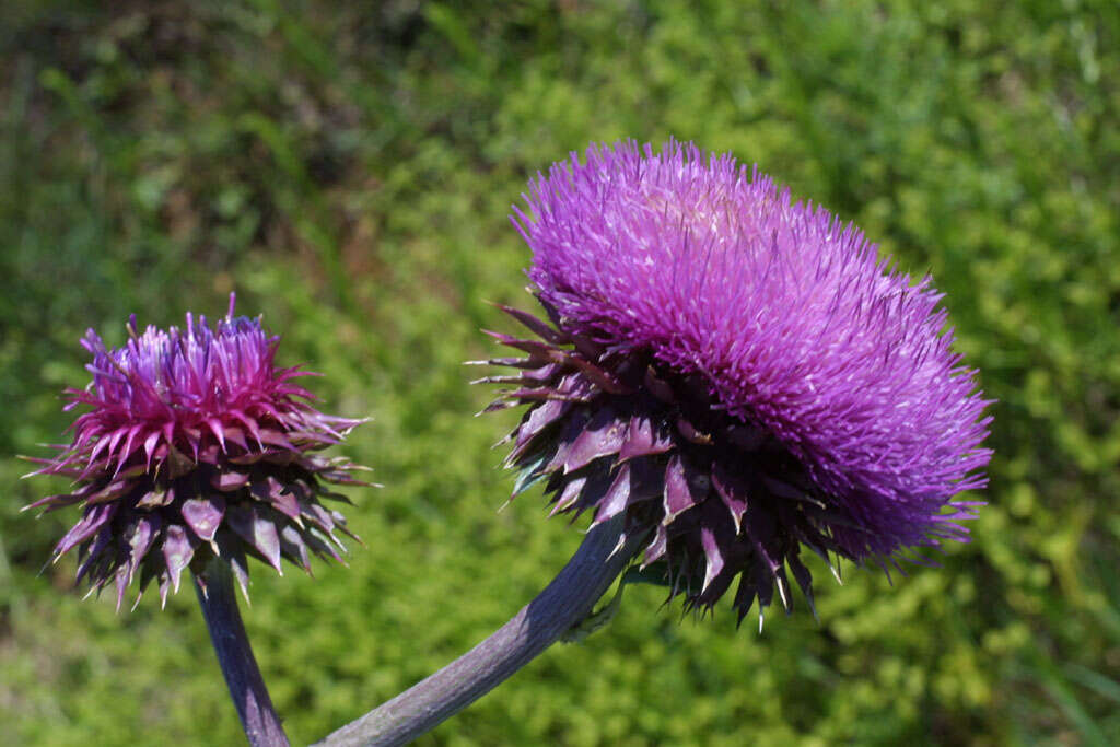 Image of plumeless thistle