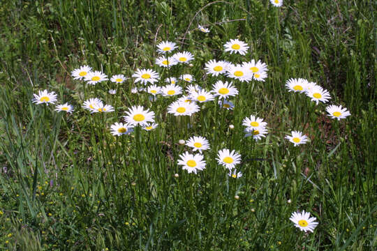 Image of daisy