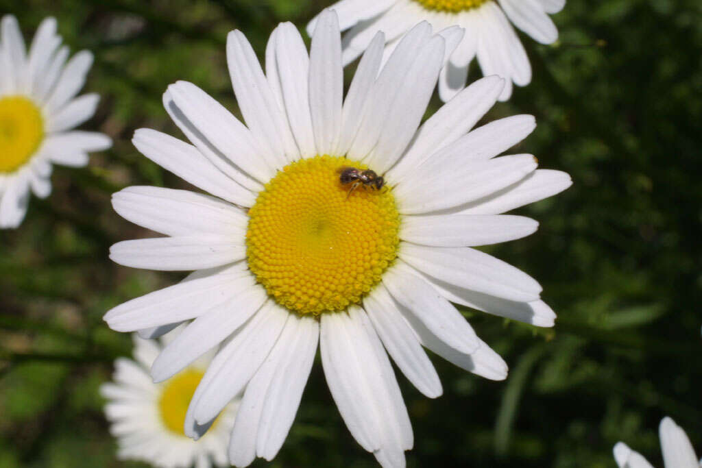 Image of daisy