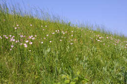 Image of evening primrose