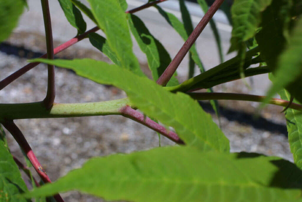 Image of sumac