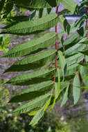 Image of sumac