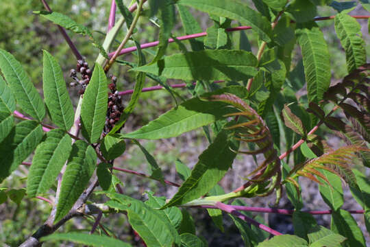 Image of sumac