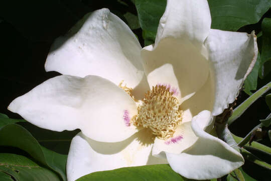 Image of Big-Leaf Magnolia