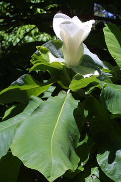 Image of Big-Leaf Magnolia