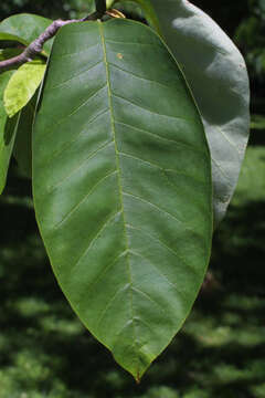 Image of magnolia