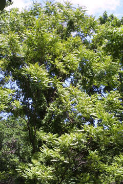 Image of ailanthus