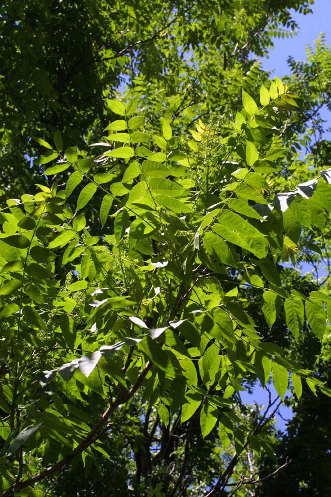 Image of ailanthus