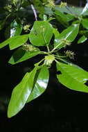 Image of Nyssaceae