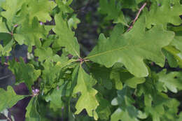 Image de chêne blanc