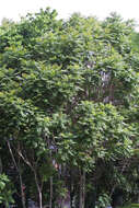 Image of ailanthus