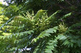 Image of ailanthus